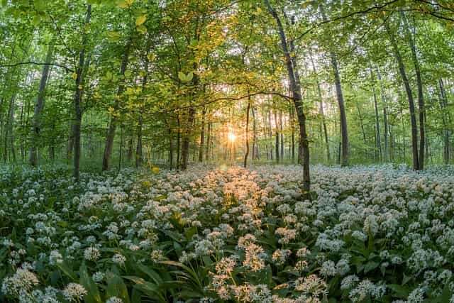 bärlauch im Wald